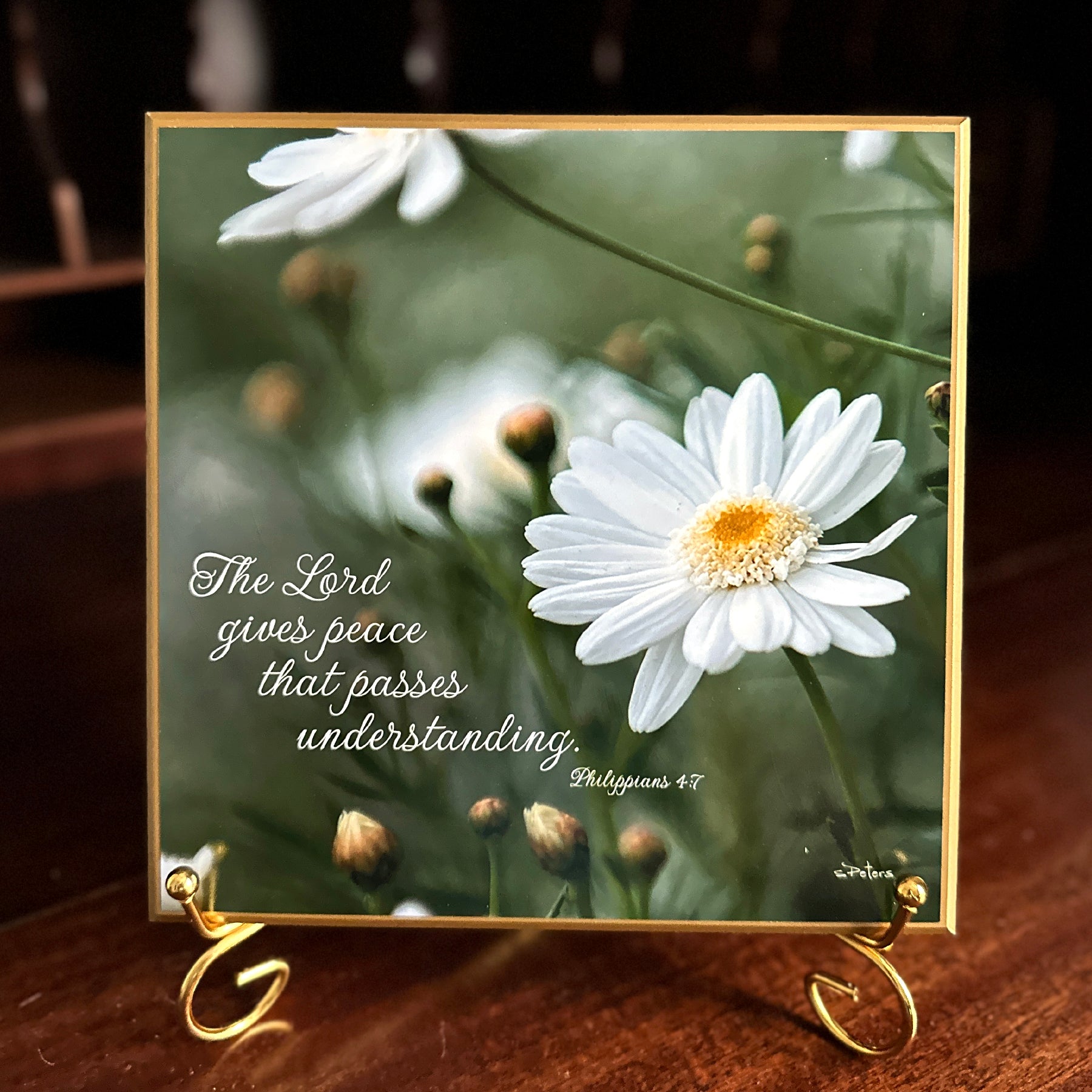 Daisy at Mission Ranch - 8x8 Beveled Board