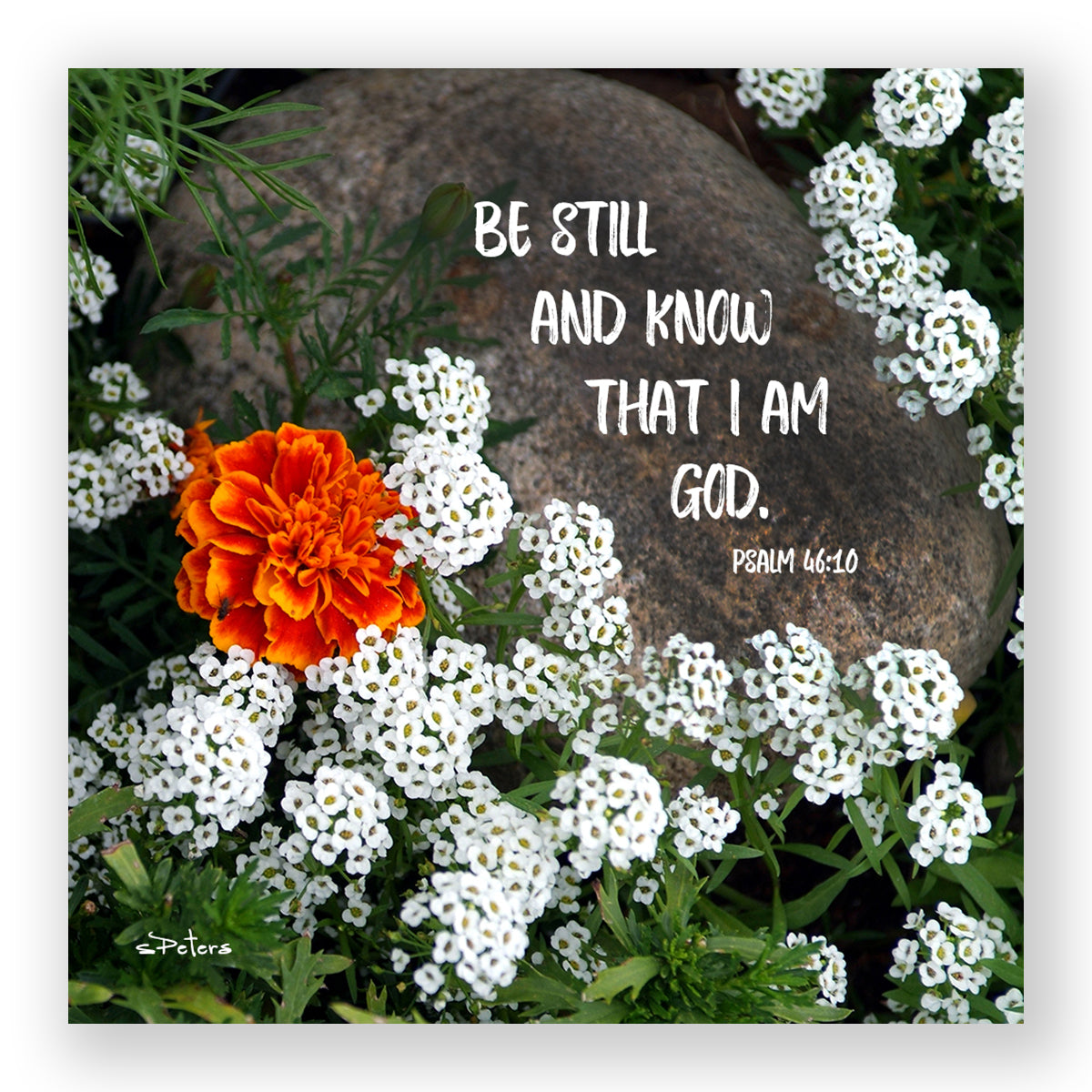 Alyssum Garden (Psalm 46:10) - Frameable Print