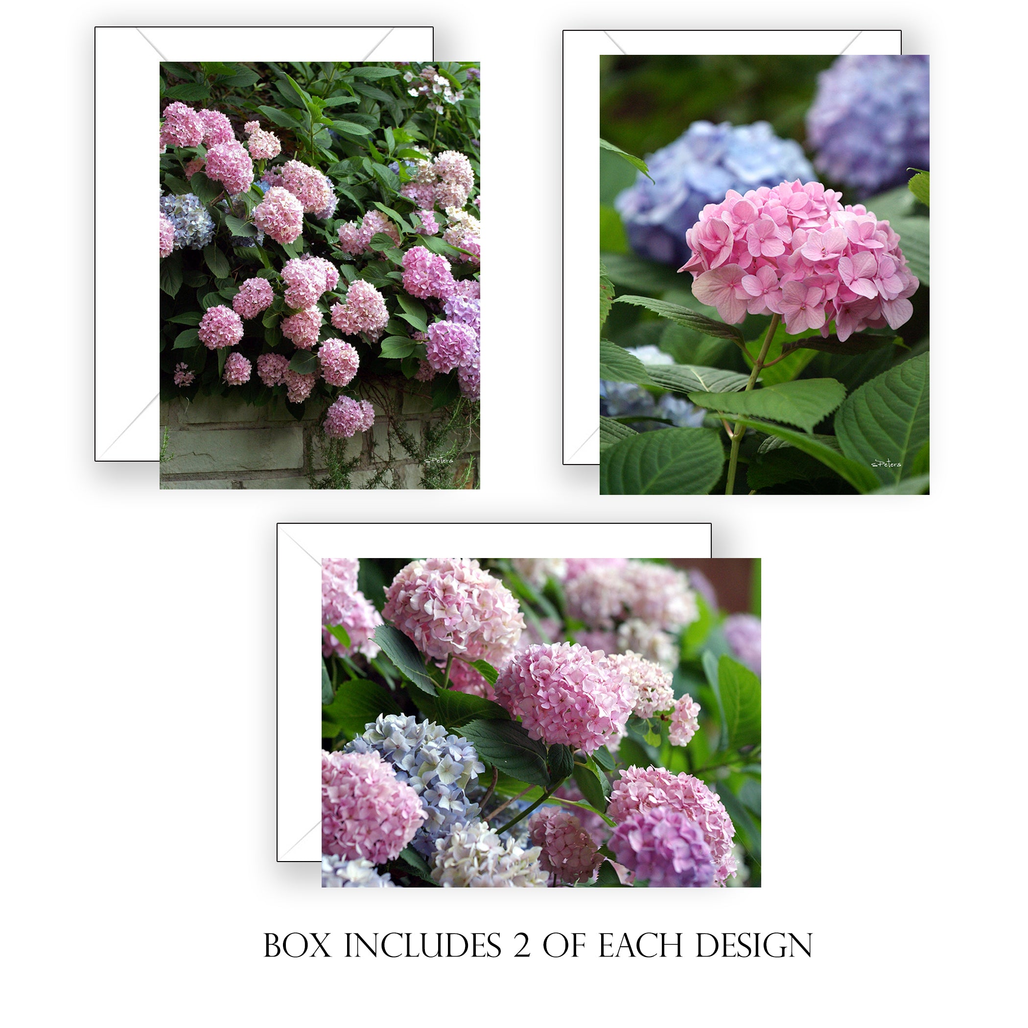 Bradbury Hydrangeas Boxed Notecard Collection