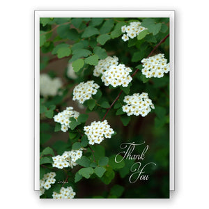 Bridal Wreath Spirea - Thank You Card