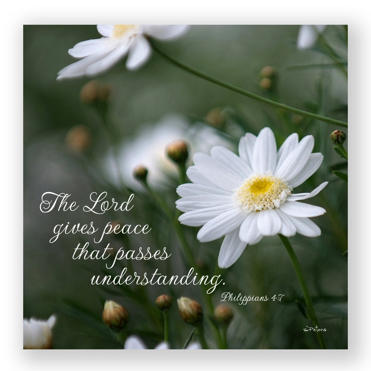 Daisy at Mission Ranch (Philippians 4:7) - Mini Print