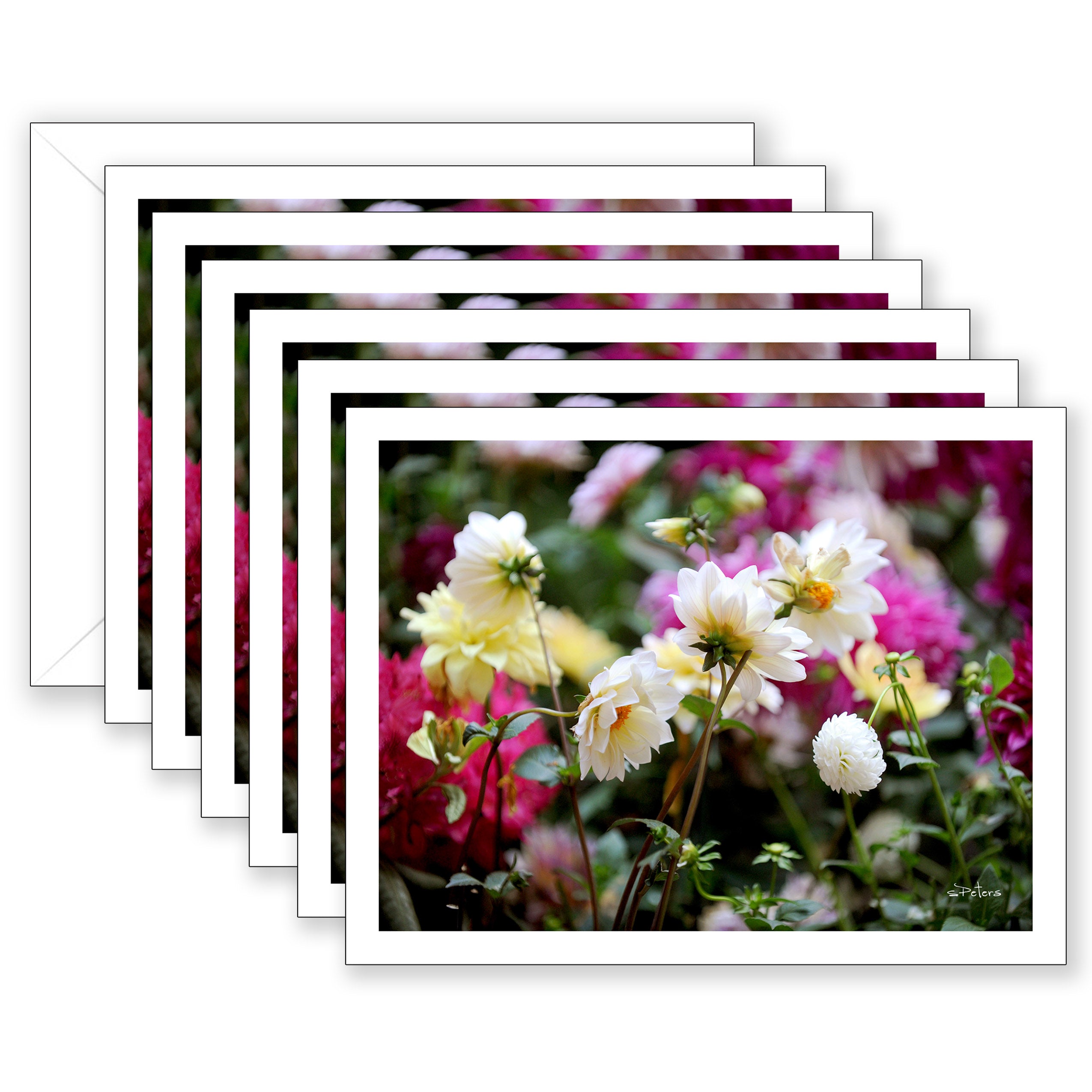 Dancing Dahlias Boxed Notecard Collection