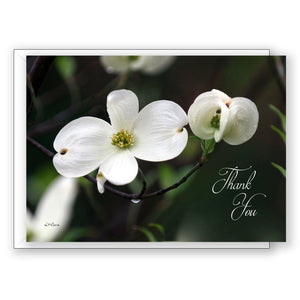 Delightful Dogwood - Thank You Card