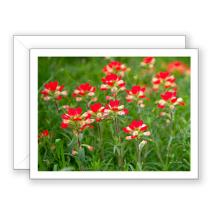 Indian Paintbrush - Blank Art Card