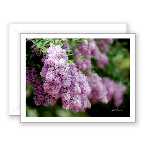 Lady Lilacs Blank Notecard