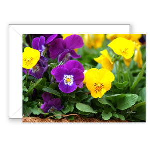 Pair of Pansies - Blank Art Card