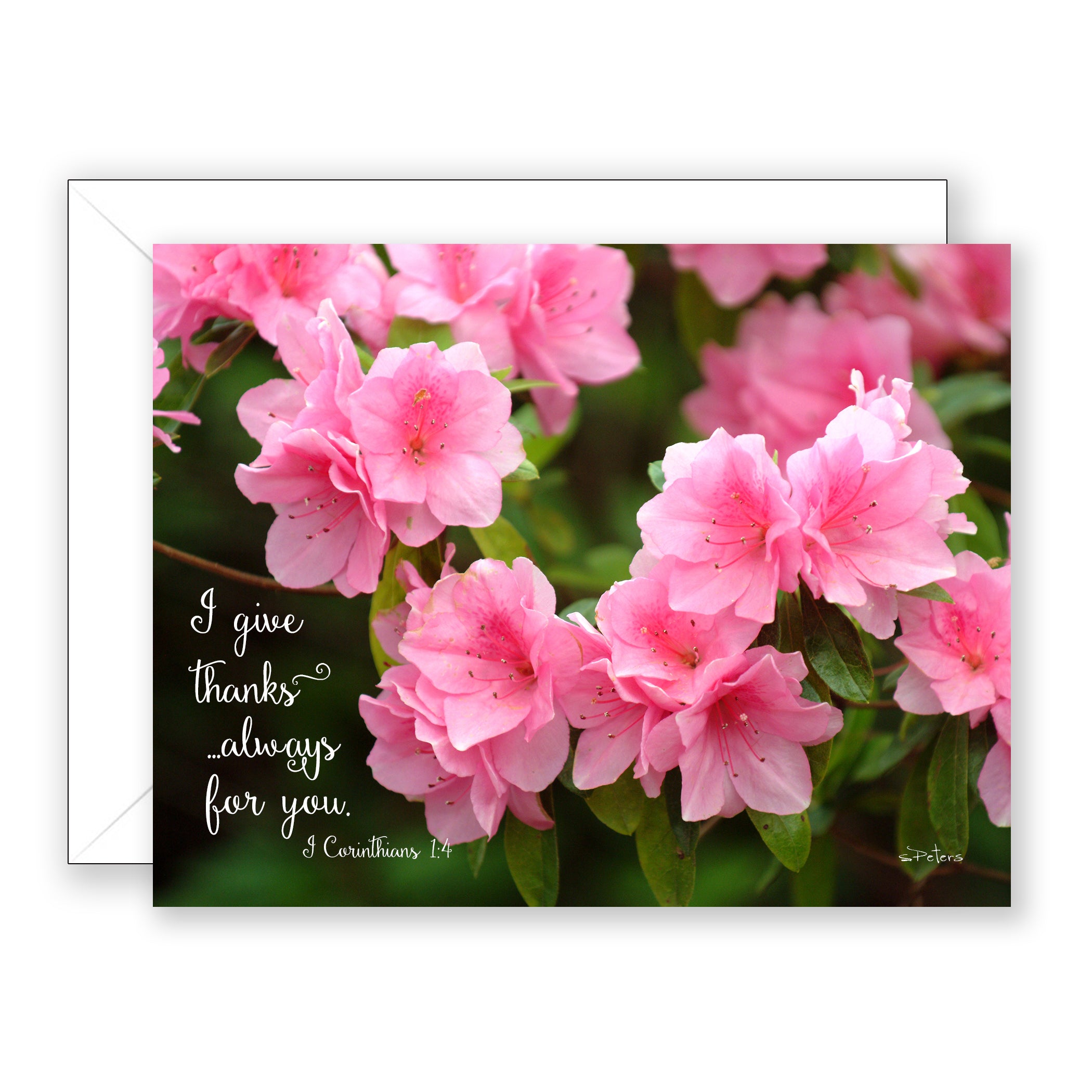 Pink Ruffles (I Corinthians 1:4) - Friendship Card