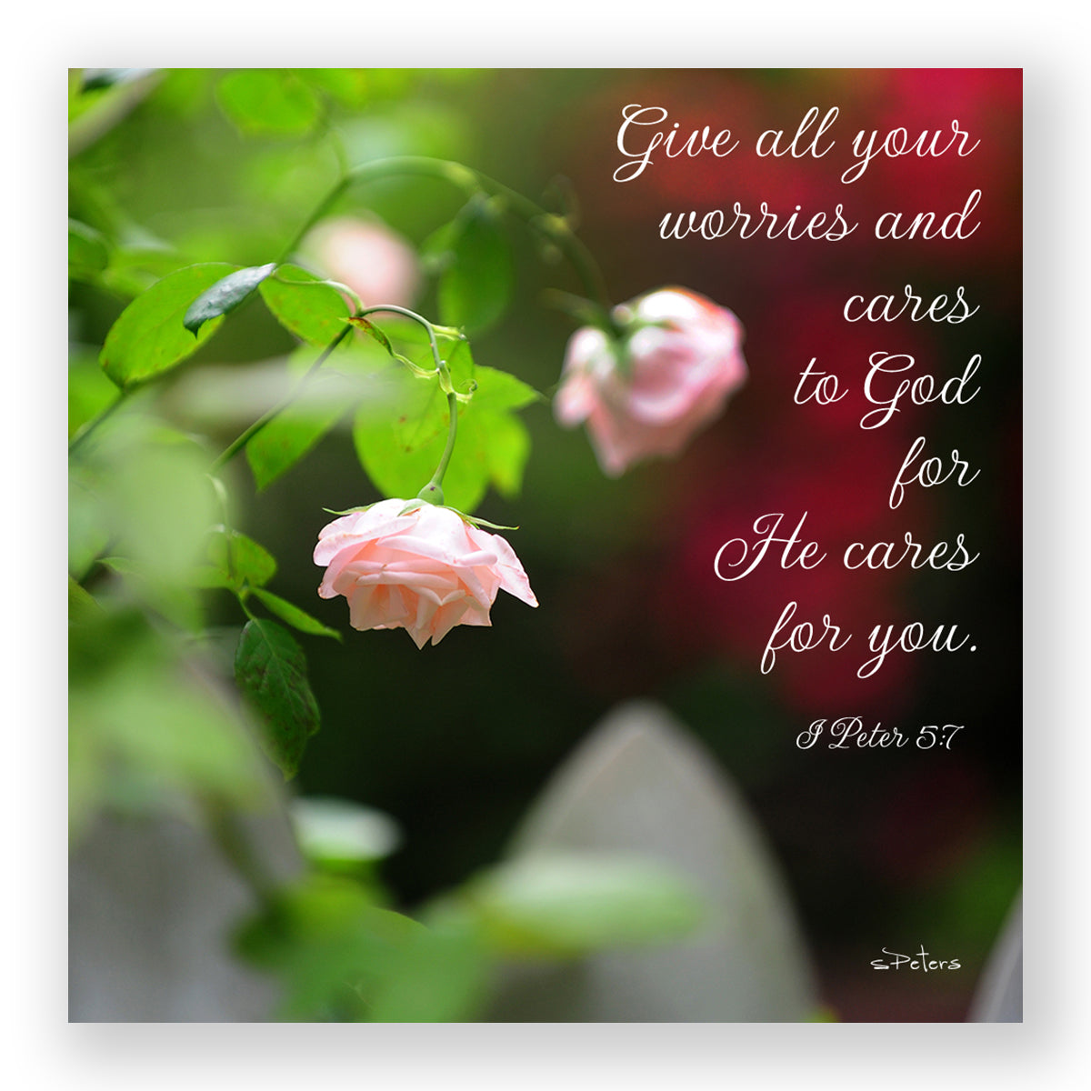 Rose Prayer (I Peter 5:7) - Frameable Print