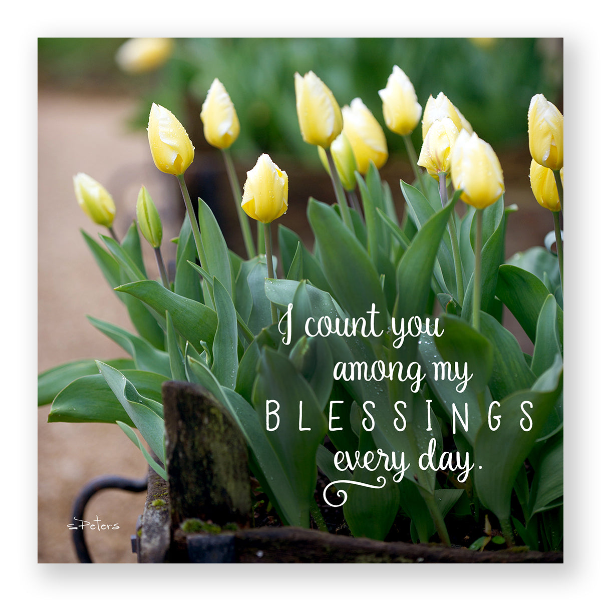 Truckloads of Tulips - Mini Print